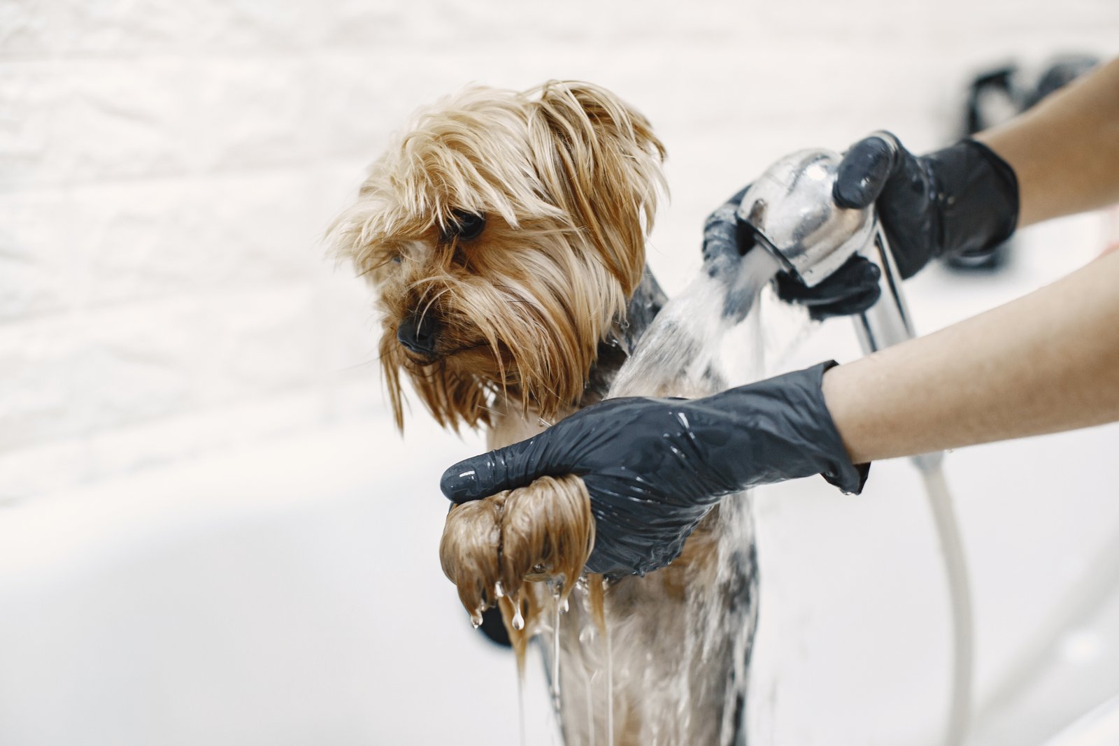 Dog getting bathed and groomed